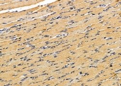 Invitrogen PIGW Polyclonal Antibody 100 &mu;L; Unconjugated:Antibodies,