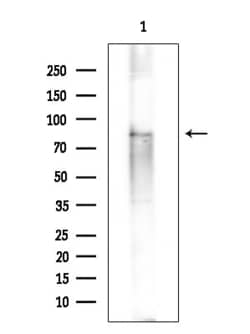 Invitrogen PIK3R6 Polyclonal Antibody 100 &mu;L; Unconjugated:Antibodies,