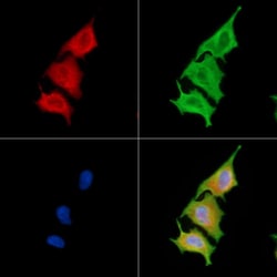 Invitrogen PLD3 Polyclonal Antibody 100 &mu;L; Unconjugated:Antibodies,
