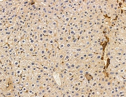 Invitrogen PLD3 Polyclonal Antibody 100 &mu;L; Unconjugated:Antibodies,