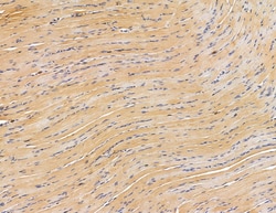 Invitrogen PLD3 Polyclonal Antibody 100 &mu;L; Unconjugated:Antibodies,