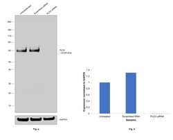 Invitrogen PLD3 Polyclonal Antibody 100 &mu;L; Unconjugated:Antibodies,