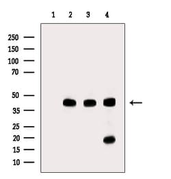 Invitrogen PLD3 Polyclonal Antibody 100 &mu;L; Unconjugated:Antibodies,