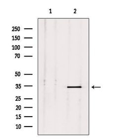 Invitrogen PLSCR2 Polyclonal Antibody 100 &mu;L; Unconjugated:Antibodies,