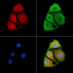 Invitrogen ATP2B1/2/3 Polyclonal Antibody 100 &mu;L | Buy Online | Invitrogen&trade; | Fisher Scientific