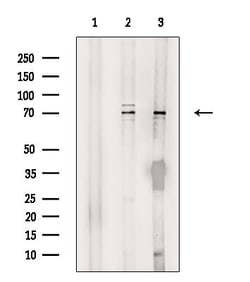 Invitrogen PABPC3 Polyclonal Antibody 100 &mu;L; Unconjugated:Antibodies,