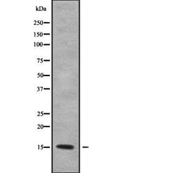 Invitrogen KCNE1L Polyclonal Antibody 100 &mu;L; Unconjugated:Antibodies,