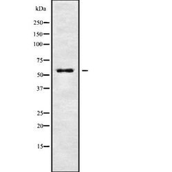 Invitrogen KCNG4 Polyclonal Antibody 100 &mu;L; Unconjugated:Anticuerpos