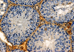 Invitrogen HCN4 Polyclonal Antibody 100 &mu;L; Unconjugated:Antibodies,