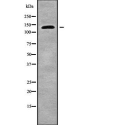 Invitrogen HCN4 Polyclonal Antibody 100 &mu;L; Unconjugated:Antibodies,