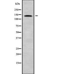 Invitrogen PRDM10 Polyclonal Antibody 100 &mu;L; Unconjugated:Antibodies,