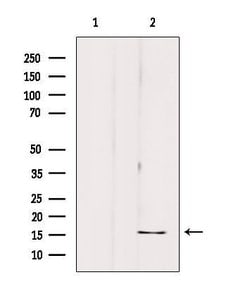 Invitrogen PP14B Polyclonal Antibody 100 &mu;L; Unconjugated:Antibodies,