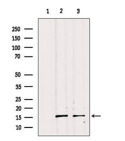 Invitrogen PP14B Polyclonal Antibody 100 &mu;L; Unconjugated:Antibodies,