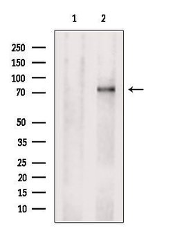 Invitrogen PPM1E Polyclonal Antibody 100 &mu;L; Unconjugated:Antibodies,
