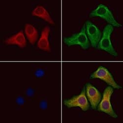 Invitrogen PPP1R2P3 Polyclonal Antibody 100 &mu;L; Unconjugated:Antibodies,