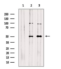 Invitrogen SERPINA10 Polyclonal Antibody 100 &mu;L; Unconjugated:Antibodies,