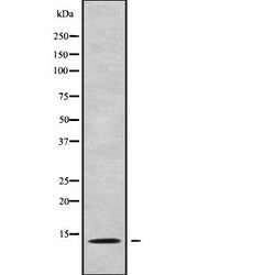 Invitrogen PAGE3 Polyclonal Antibody 100 &mu;L; Unconjugated:Antibodies,