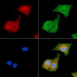 Invitrogen&trade;&nbsp;CD164 Polyclonal Antibody