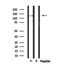Invitrogen SCAF8 Polyclonal Antibody 100 &mu;L; Unconjugated:Antibodies,