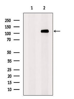 Invitrogen SUGP2 Polyclonal Antibody 100 &mu;L; Unconjugated:Antibodies,