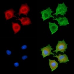 Invitrogen RABL2B Polyclonal Antibody 100 &mu;L; Unconjugated:Antibodies,