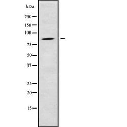 Invitrogen RGL1 Polyclonal Antibody 100 &mu;L; Unconjugated:Antibodies,
