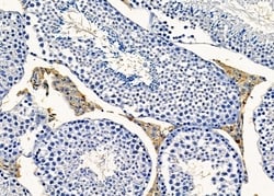 Invitrogen RGPD5 Polyclonal Antibody 100 &mu;L; Unconjugated:Antibodies,