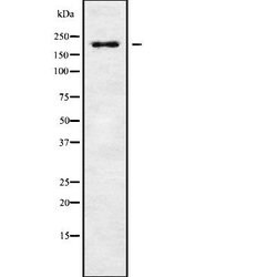 Invitrogen RGPD5 Polyclonal Antibody 100 &mu;L; Unconjugated:Antibodies,