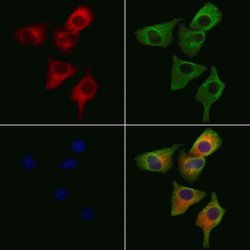 Invitrogen RASSF3 Polyclonal Antibody 100 &mu;L; Unconjugated:Antibodies,