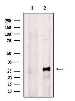 Invitrogen RASSF3 Polyclonal Antibody 100 &mu;L; Unconjugated:Antibodies,