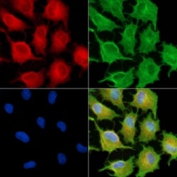 Invitrogen RAPH1 Polyclonal Antibody 100 &mu;L; Unconjugated:Antibodies,