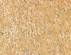 Invitrogen RAPH1 Polyclonal Antibody 100 &mu;L; Unconjugated:Antibodies,