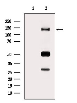 Invitrogen RAPH1 Polyclonal Antibody 100 &mu;L; Unconjugated:Antibodies,