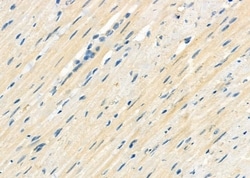 Invitrogen RASIP1 Polyclonal Antibody 100 &mu;L; Unconjugated:Antibodies,