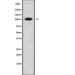Invitrogen RASIP1 Polyclonal Antibody 100 &mu;L; Unconjugated:Antibodies,