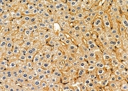 Invitrogen RERG Polyclonal Antibody 100 &mu;L; Unconjugated:Antibodies,