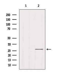Invitrogen RAB33B Polyclonal Antibody 100 &mu;L; Unconjugated:Antibodies,