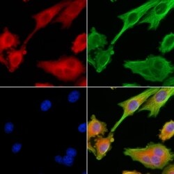 Invitrogen RAB40C Polyclonal Antibody 100 &mu;L; Unconjugated:Antibodies,