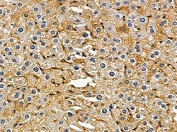 Invitrogen RAB5B Polyclonal Antibody 100 &mu;L; Unconjugated:Antibodies,