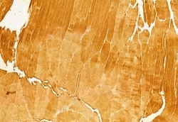 Invitrogen RAB9B Polyclonal Antibody 100 &mu;L | Buy Online | Invitrogen&trade; | Fisher Scientific