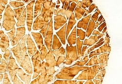 Invitrogen RAB9B Polyclonal Antibody 100 &mu;L | Buy Online | Invitrogen&trade; | Fisher Scientific