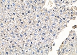 Invitrogen PTPRK Polyclonal Antibody 100 &mu;L; Unconjugated:Antibodies,