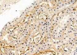 Invitrogen PTPRK Polyclonal Antibody 100 &mu;L; Unconjugated:Antibodies,