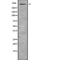 Invitrogen Reelin Polyclonal Antibody 100 &mu;L; Unconjugated:Antibodies,
