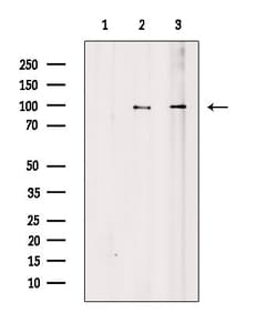 Invitrogen RGS19 Polyclonal Antibody 100 &mu;L; Unconjugated:Antibodies,
