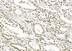 Invitrogen RFPL2 Polyclonal Antibody 100 &mu;L; Unconjugated:Antibodies,