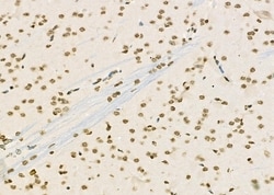 Invitrogen RFPL2 Polyclonal Antibody 100 &mu;L; Unconjugated:Antibodies,