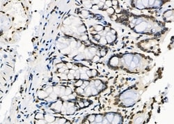 Invitrogen RFPL2 Polyclonal Antibody 100 &mu;L; Unconjugated:Antibodies,