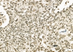 Invitrogen RFPL2 Polyclonal Antibody 100 &mu;L; Unconjugated:Antibodies,