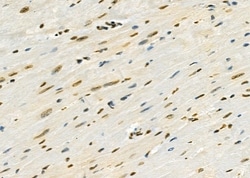 Invitrogen RFPL2 Polyclonal Antibody 100 &mu;L; Unconjugated:Antibodies,